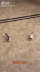 cat reaction  Fanny baby cat reaction