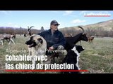 Alpes-de-Haute-Provence : une formation pour cohabiter avec les chiens de protection