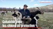 Alpes-de-Haute-Provence : une formation pour cohabiter avec les chiens de protection