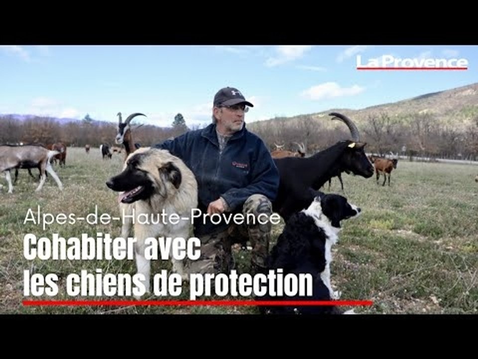 Alpes-de-Haute-Provence : une formation pour cohabiter avec les chiens de protection