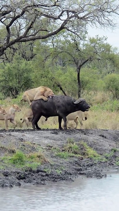 Lion  attack buffalo