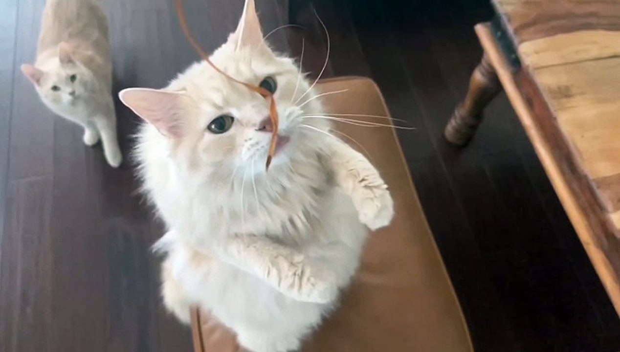Cute and funny baby cat video