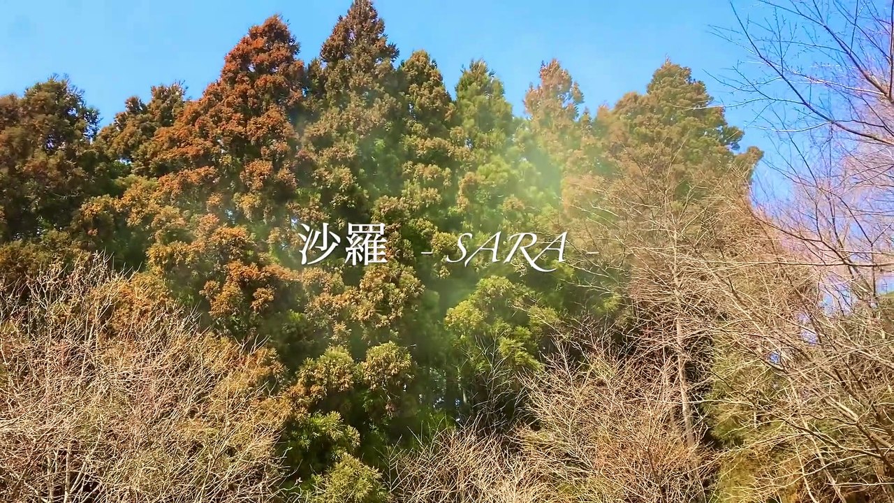 Japanese cedar pollen[Hay Fever]- 日本の杉花粉の真実: Spring in Japanese forests(BGM付き)