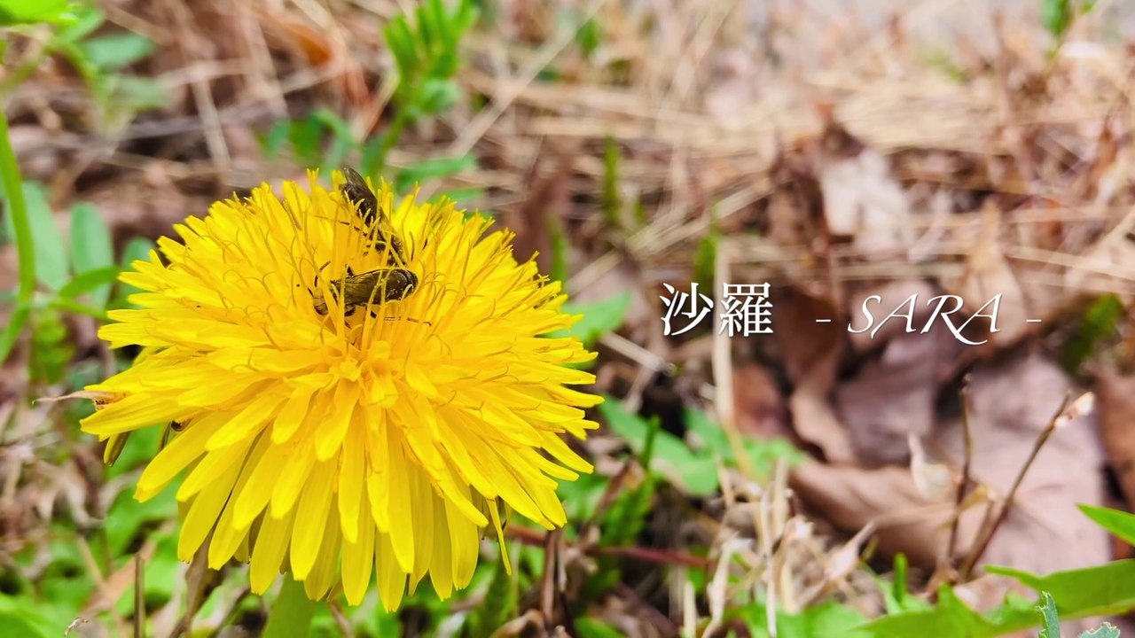 Japanese Hanami - peach blossom(桃の花) in the countryside(BGM付き)