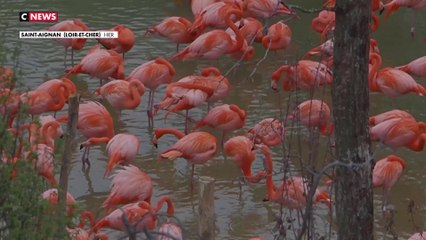 Le zoo de Beauval inaugure une nouvelle volière