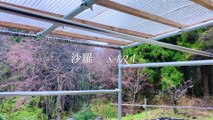 Beautiful rainy day(雨の日): Winter in Japanese natural garden(BGM付き)