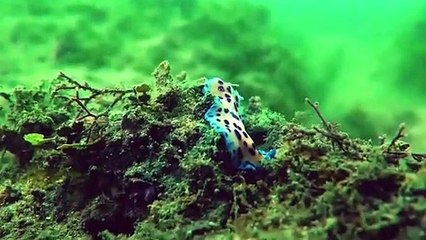 Relaxing Music and Nature I Vision of Nature I Nature Meditation I