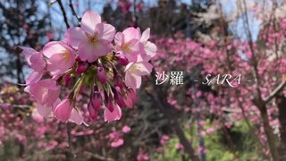 Hanami(お花見) in Japanese forest - Natural garden(BGM付き)