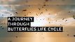 A Journey Through Butterflies Life cycle