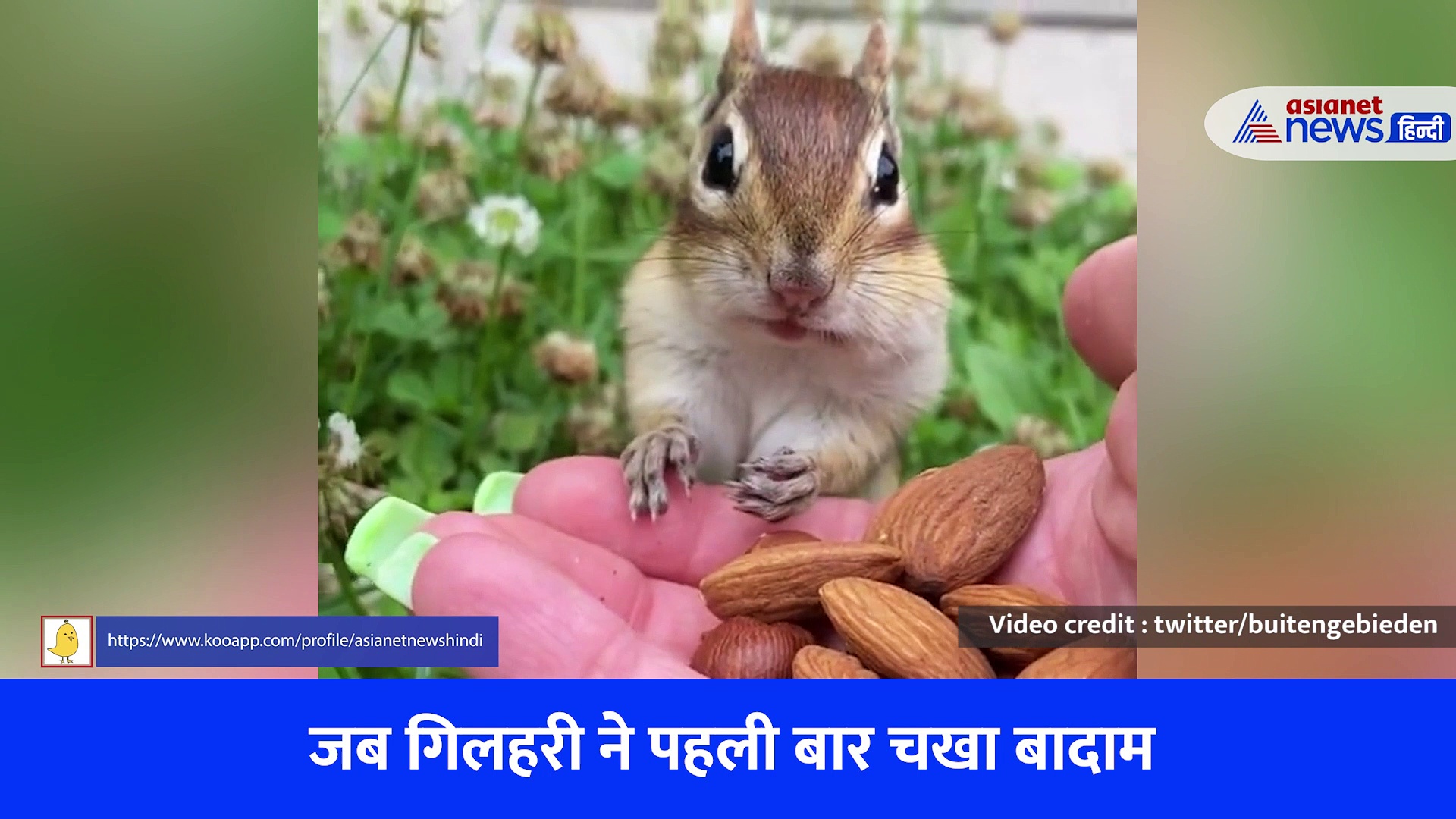 गिलहरी ने पहली बार चखा बादाम का स्वाद, फिर आया ऐसा क्यूट रिएक्शन, देखें Viral Video