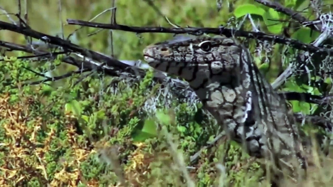 Leopard vs Monitor Lizard Real Fight _ Hungry Leopard Hunt Lizard But Fail _ Most Amazing Attack