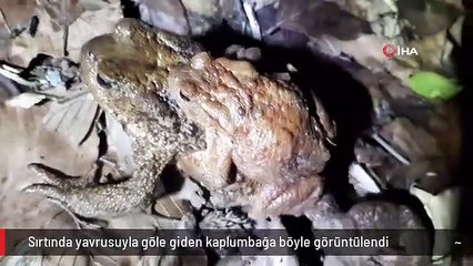 Sırtında yavrusuyla göle giden kaplumbağa böyle görüntülendi