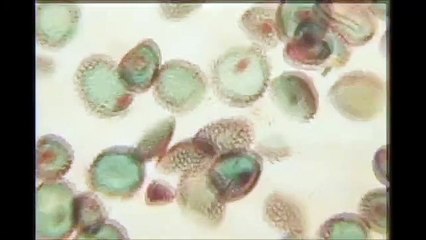 Agent destructeur Bande-annonce (EN)