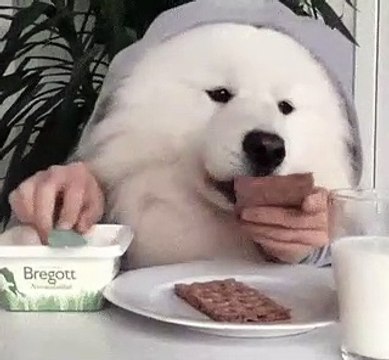 The Most Funniest Dogs Ever that will make you Laugh