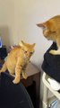 Cat Fighting Each Other | Cat Funny Moments | Cute Pets | Funny Animals #animals #pets #cats #cat