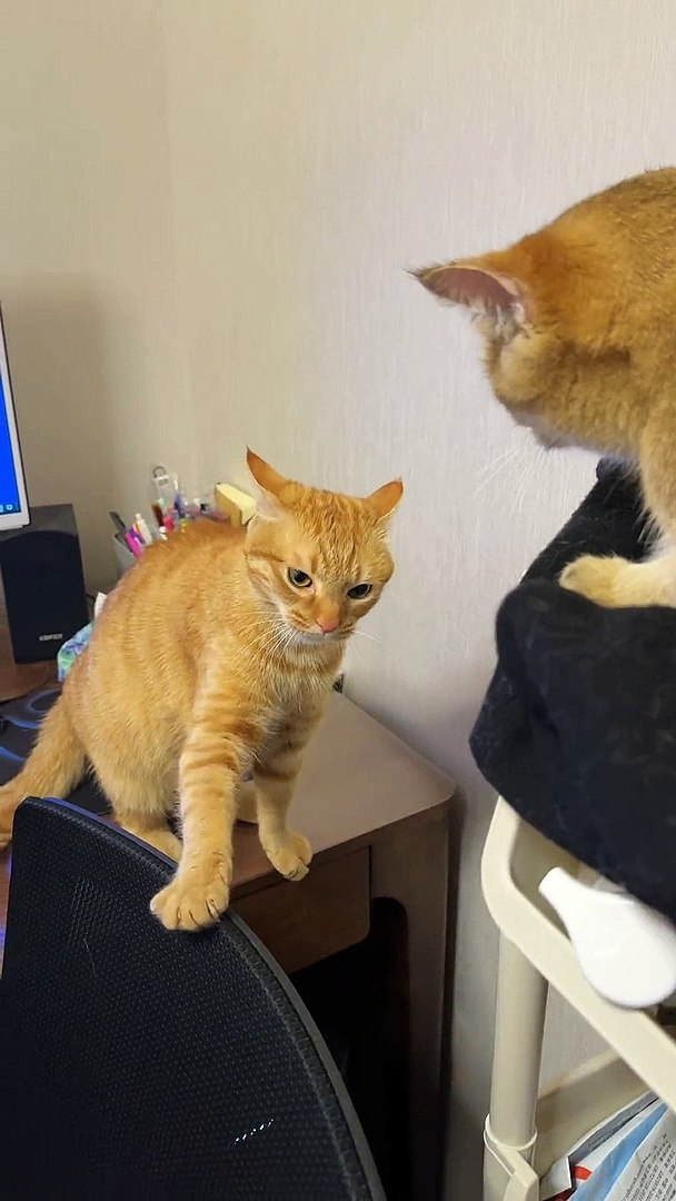 ⁣Cat Fighting Each Other | Cat Funny Moments | Cute Pets | Funny Animals #animals #pets #cats #cat