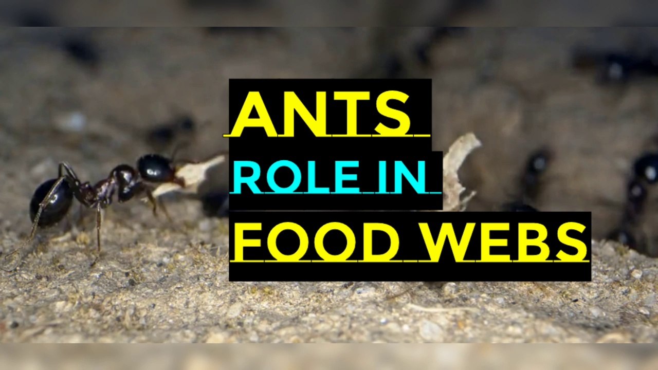 Ants and their Role in food webs Biology Diagrams