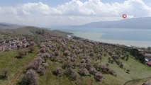Hazar Gölü kıyısında badem ağaçları çiçek açtı, eşsiz manzara böyle görüntülendi