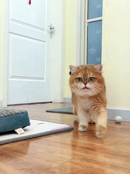 Cat Funny Moments | Funny Cats | Cute Pets | Funny Animals #animals #pets #cats #cat #catvideos #4u
