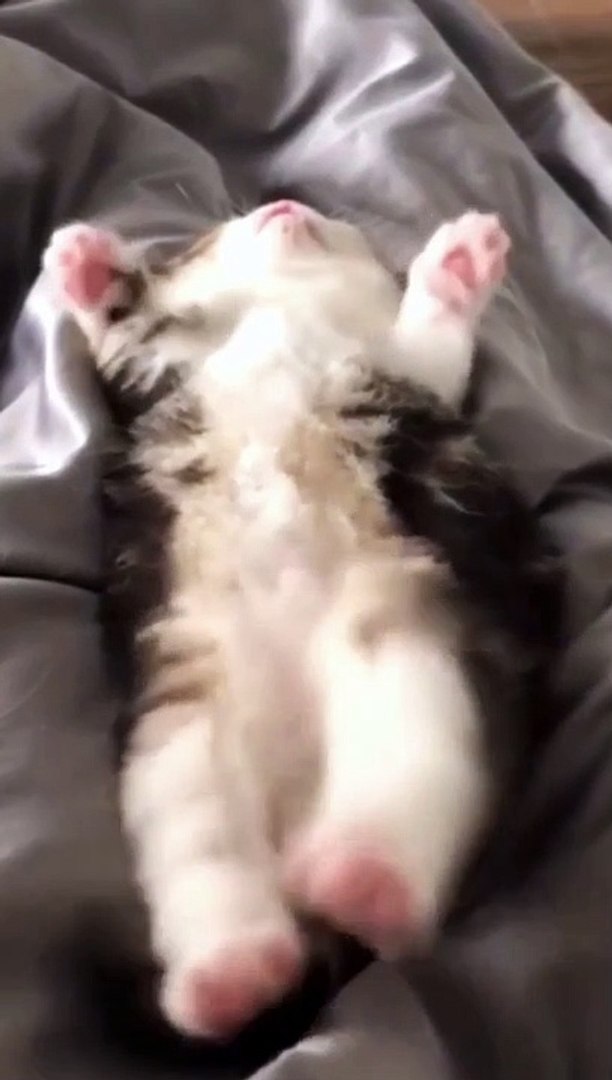 ⁣Cat Funny Moments | Funny Cats | Cute Pets | Funny Animals #animals #pets #cats #cat #catvideos #4u