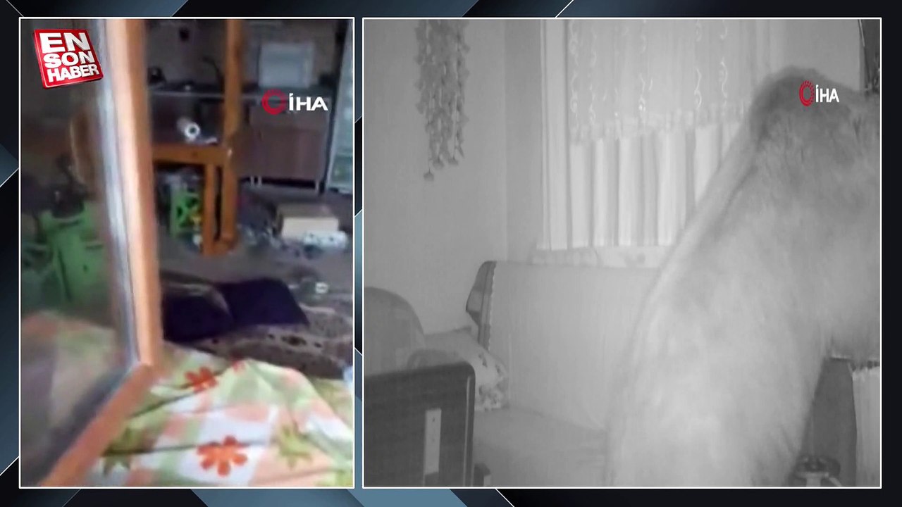 Trabzon'da kış uykusuna yatmayan ayı yayla evlerine girdi