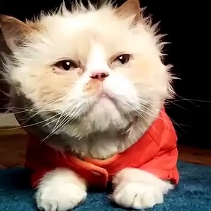 Cute cat