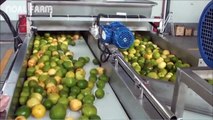 Satisfying Juice Fruit Processing Modern Technology  - Lemon Tipus Pineapple Juice Processing