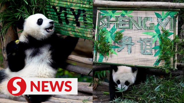 No official date for the return of panda cubs Yi Yi and Sheng Yi, says Zoo Negara