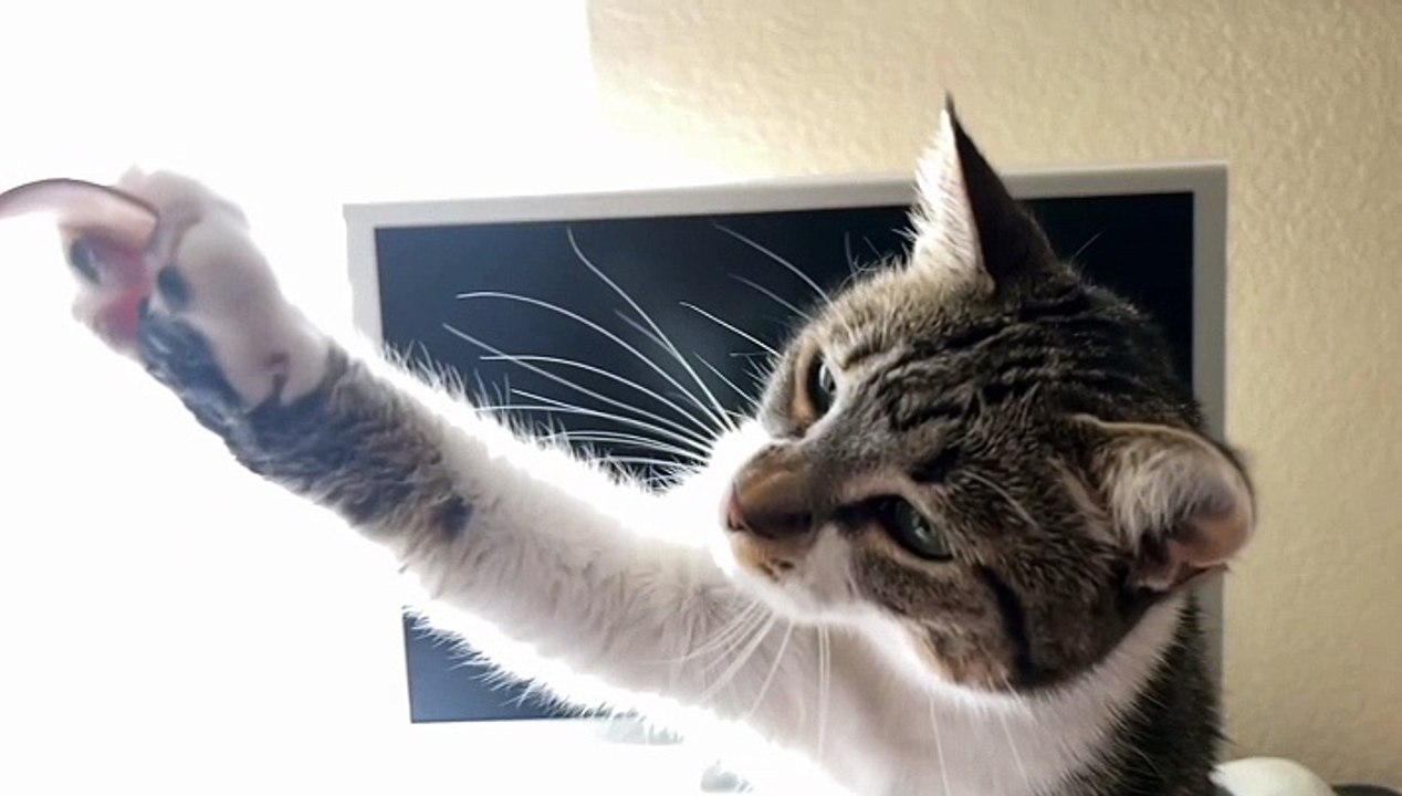 1 minute funny cats compilation 2023