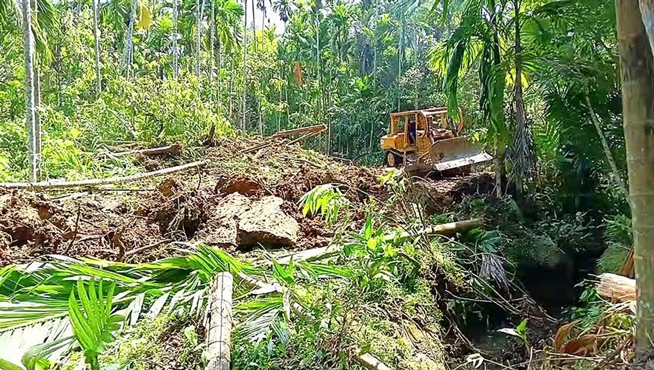 The Bulldozer's Journey: Making Roads in Areca Palm Plantations for Efficient Farming