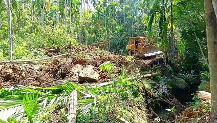 The Bulldozer's Journey: Making Roads in Areca Palm Plantations for Efficient Farming
