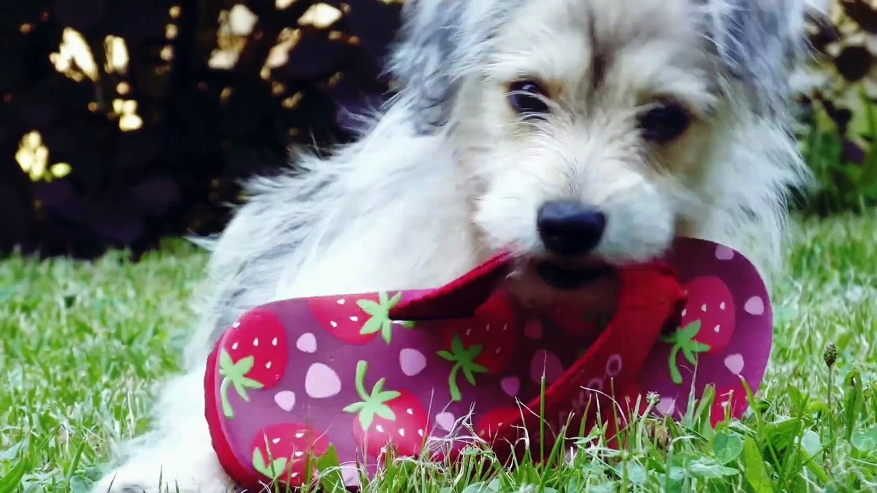 The Funiest Cats And dogs | Funny Cats Compilation | Funny Top Animals