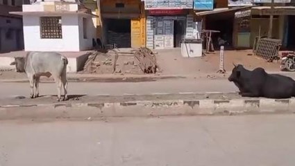 सीधी: जिले में गौशाला की कमी को लेकर करणी सेना ने साधा निशाना, जानिए क्या है पूरा मामला