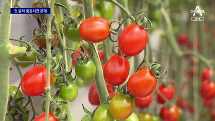 밭 갈아엎는 ‘쓴맛’…방울토마토 가격 폭락에 납품도 ‘뚝’