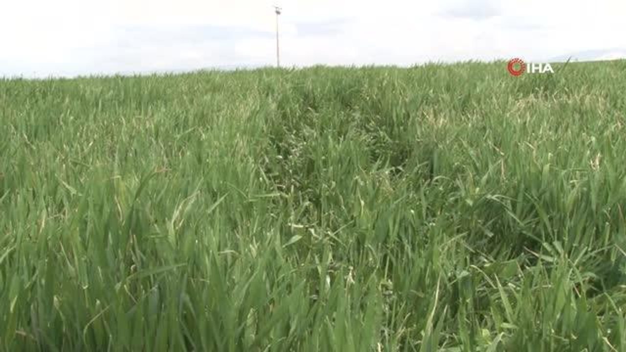Konya Ovası'nda rekolte için gözler Mayıs yağışlarında
