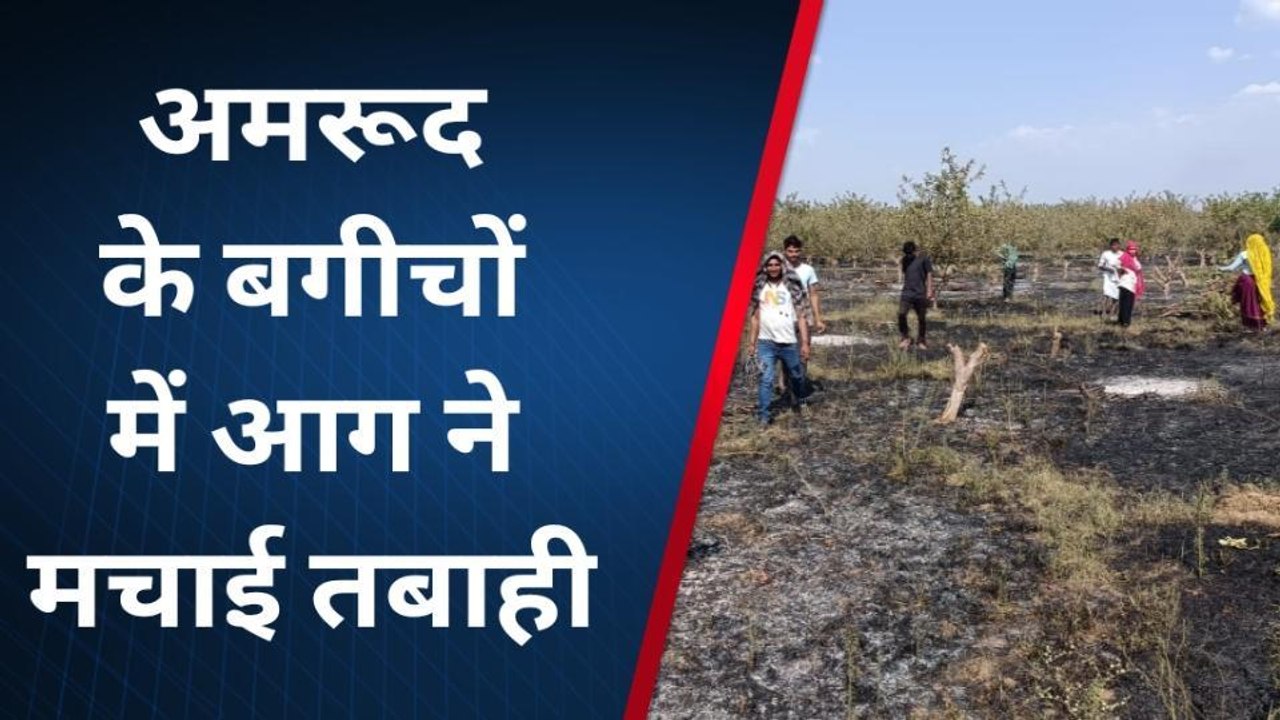 सवाई माधोपुर: अमरूद के बगीचों में आग का तांडव,...
