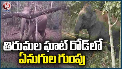 Elephant Herd Created Chaos At Tirumala Ghat Road, Public Got Panic | Tirupati | V6 News