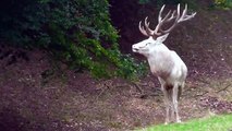 White reindeer are said to be rare and lucky enough to see them