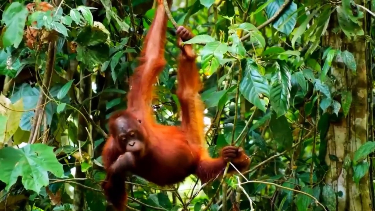 Ultimate Wild Animals Collection in - Scenic Wildlife Film in the Forest.