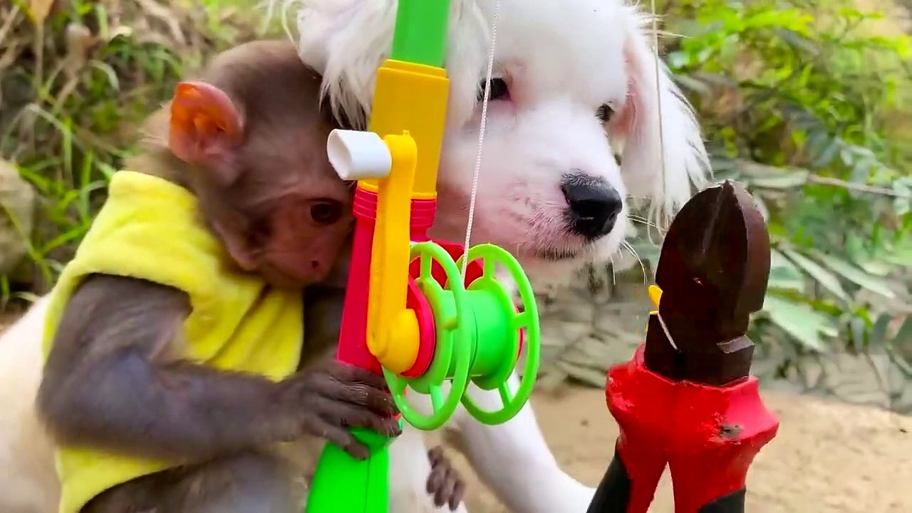 Miumiu_harvest_steals_watermelon_to_make_juice_for_Baby_monkey_puppy_feed_ducklin