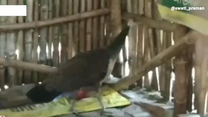 হুগলি: তীব্র দাবদাহে রেহাই নেই ময়ূরের,সানস্ট্রোকে আক্রান্ত হচ্ছে ময়ূররা