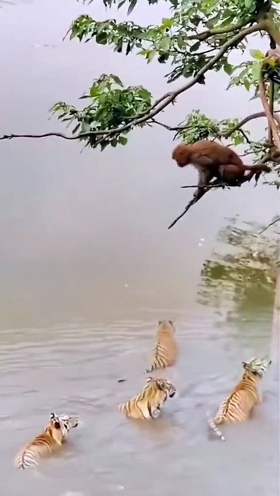 Tiger vs monkey | tiger vs lion