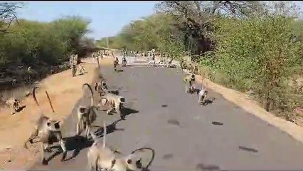 video...गर्मी में पक्षियों, मवेशियों व वन्यजीवों की कर रहे सेवा