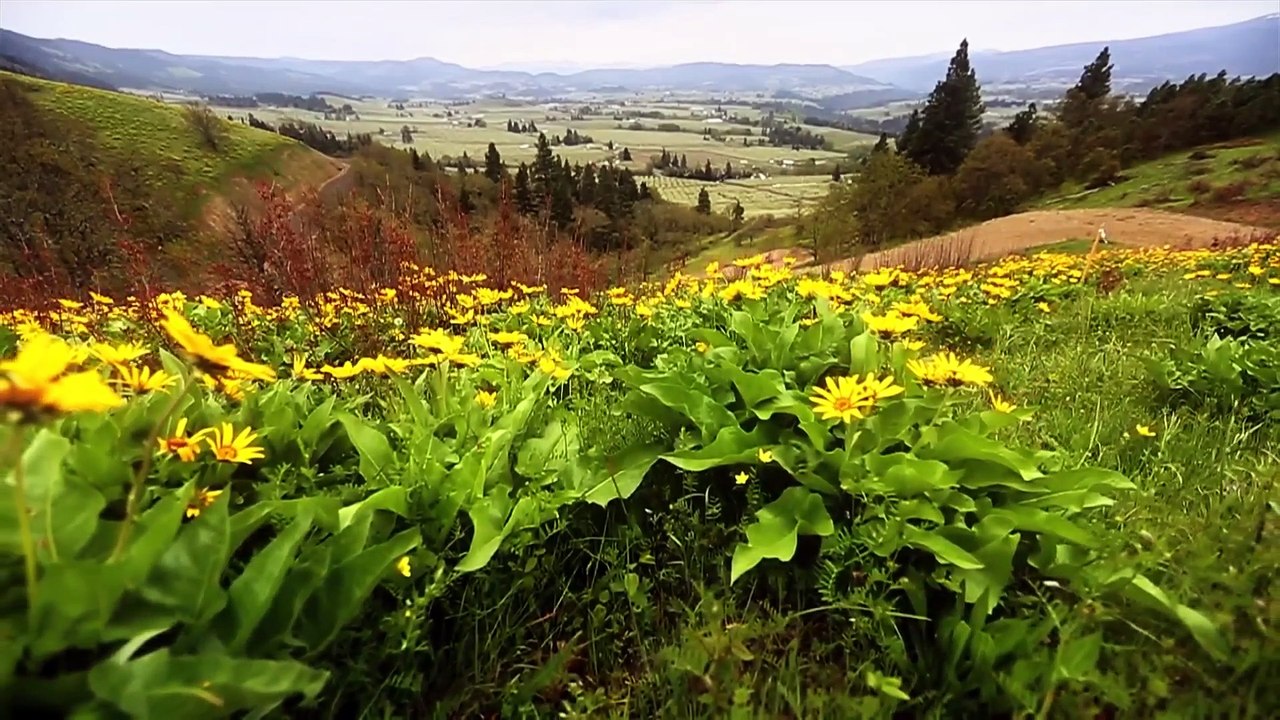 Fuchsia - Another Nail (Founded in Exeter, UK in 1967 - Disbanded in 1971 - Reformed in 2013 in Sydney, Australia  Not to be confused with the flower (fuschia), this group took its name from Mervyn Peake's book "Titus Groan".