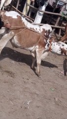 Dangerous Bull Flying Accident