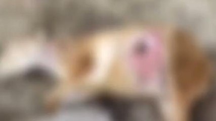 మనోహరాబాద్: ఊర కుక్కల దాడి.. 20 గొర్రెలు మృతి