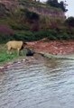 lion vs crocodile (wow amazing)