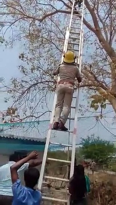 जांजगीर में कर्ज पटाने की मांग को लेकर 40 फीट ऊपर पेड़ पर चढ़ा युवक, करीब 10 घंटे बाद एसडीआरएफ ने नीचे उतारा