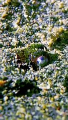 Tiny Cuttlefish Hides In The Sand