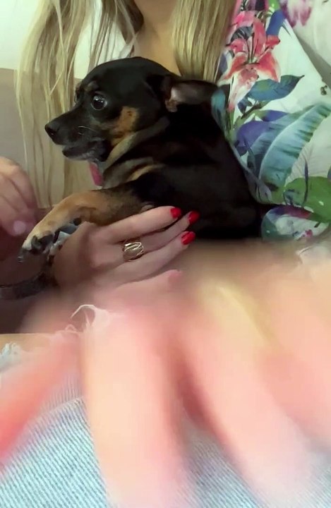 Pinscher Pup Doesn't Like Getting Its Nails Cut